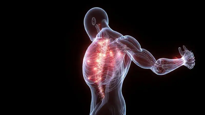 Ilustração 3D conceitual mostrando os benefícios do whey protein para a recuperação e crescimento das fibras musculares.