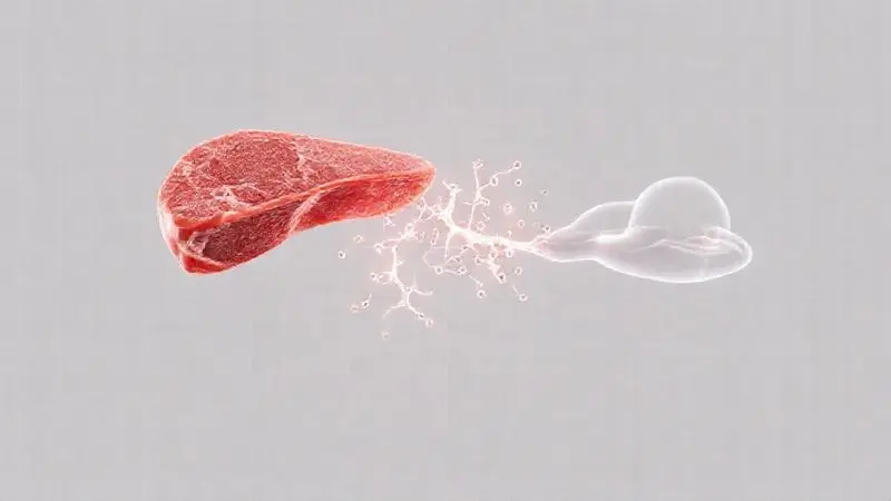 Ilustração conceitual da extração da proteína da carne, mostrando sua função na construção muscular para explicar o que é a beef protein.
